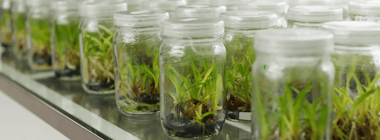 Plant Tissue Cultivation
