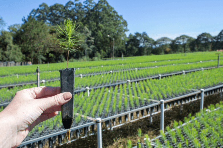 Reforestation & Tree Nurseries